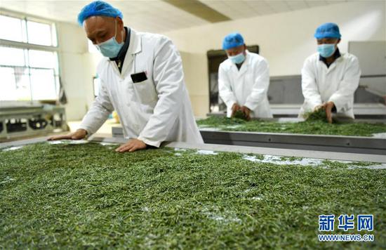 3月13日，在位于湖北省恩施土家族苗族自治州宣恩縣萬寨鄉(xiāng)板場村的伍家臺(tái)富硒貢茶公司，制茶師在按照傳統(tǒng)工藝制作手工茶。新華社發(fā)（宋文 攝）